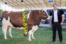Festsieger