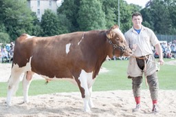 Festsieger