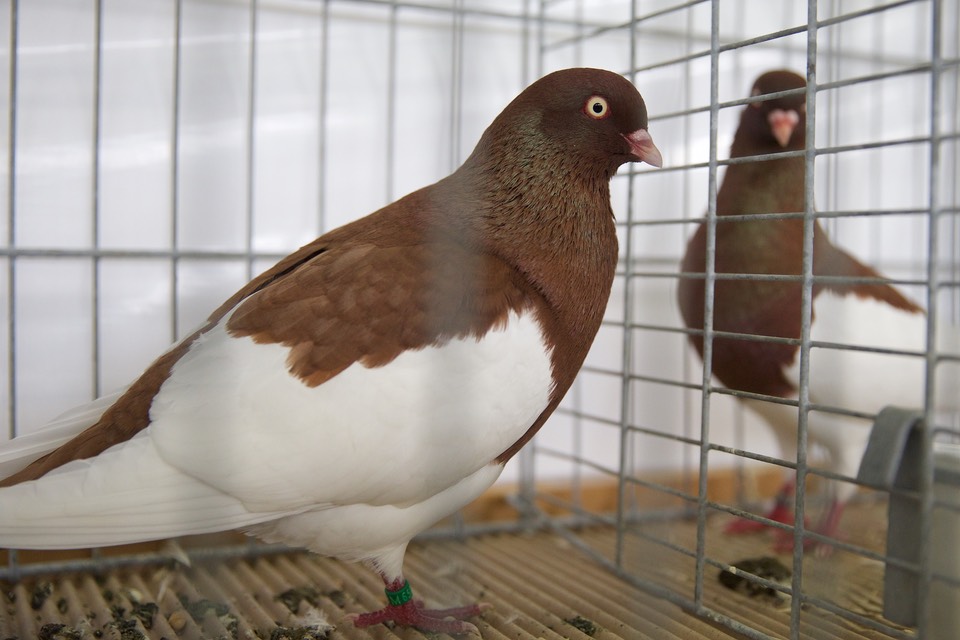 IMG 0490