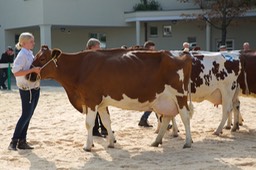 IMG_3270